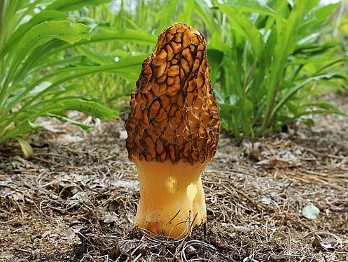 "Morchella_angusticeps_Peck_742492_crop.jpg" by User:Leoboudv