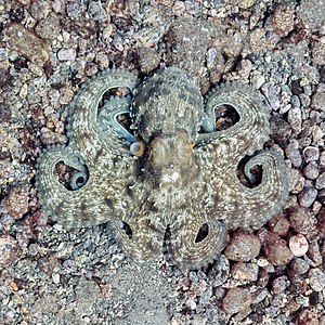 Pulpo común (Octopus vulgaris), franja marina Teno-Rasca, Tenerife, España, 2022-01-08, DD 53