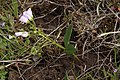 Claytonia lanceolata