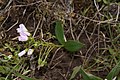 Claytonia lanceolata