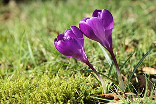 Crocus