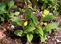 Cypripedium parviflorum