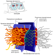 Desmosome cell junction uk.svg