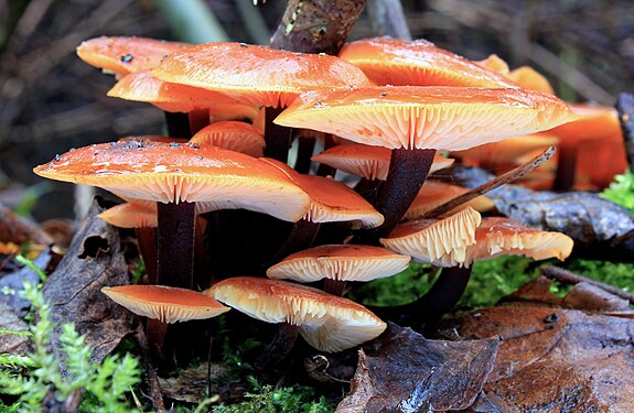 "Flammulina_velutipes,_Velvet_Shank,_UK2.jpg" by User:Stu's Images