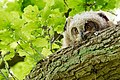 Hamburg DuvenstedterBrook owl nestling 2