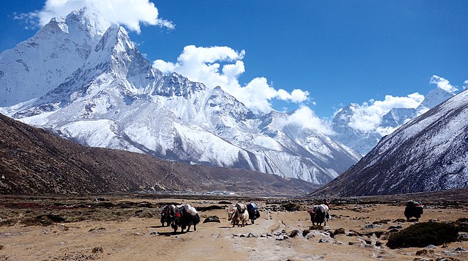 Himalayan Yaks in the Everest Region © Agnes Kwong