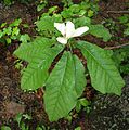 Magnolia macrophylla