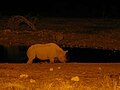 Okaukuejo waterhole at night