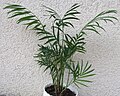 Chamaedorea elegans (Parlour palm)