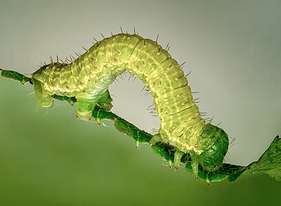 Operophtera brumata (caterpillar)