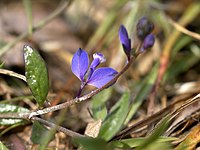 Polygala serpyllifolia