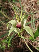 Stemona tuberosa-5-60 feet bridge-yercaud-salem-India.jpg