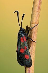 Zygaena lonicerae - Keila