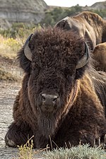 Thumbnail for File:Bison Theodore Roosevelt NP ND1.jpg