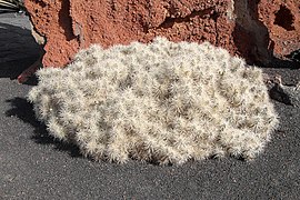 Cylindropuntia tunicata 001.JPG