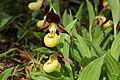 Cypripedium calceolus