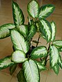 Dieffenbachia bowmannii