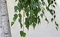 Leaves and seed catkin