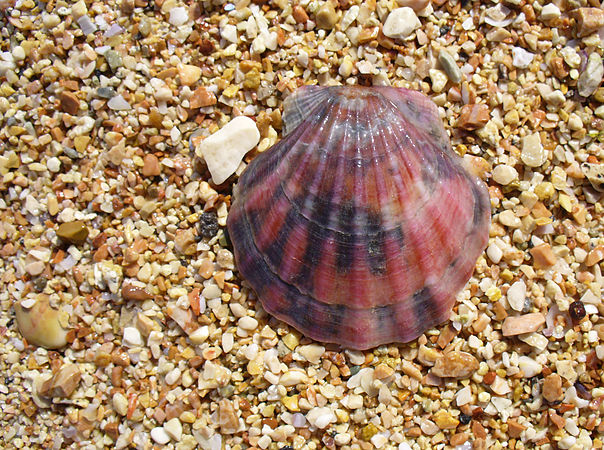 (30 June 2012) Scallop shell on the Black Sea by George Chernilevsky