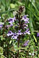 Glechoma hederacea