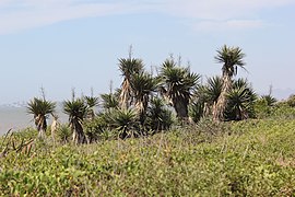 Parque Nacional da Restinga de Jurubatiba 24.jpg