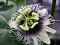 Passiflora edulis f. flavicarpa