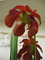 Flower of Sarracenia sp.