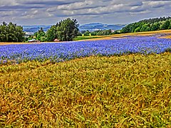 Sophienberg (HDR-Art) - panoramio.jpg