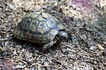 Thumbnail for File:Tortue mauresque du Maghreb - Testudo graeca graeca.jpg