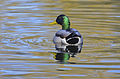 Male mallard