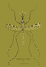 Thumbnail for File:Anopheles rossii.jpg