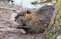 Nutria