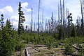 Fire damage, Yellowstone NP; surviving tree at left is Picea engelmannii, young regrowth mostly Pinus contorta