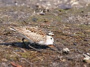 Calidris mauri