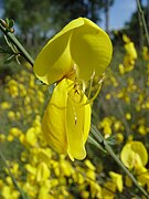 Cytisus grandiflorus