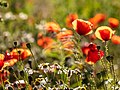 * Nomination Fallow field with wildflowers (Poppies) in Dülmen, North Rhine-Westphalia, Germany --XRay 03:51, 26 July 2021 (UTC) * Promotion  Support Good quality -- Johann Jaritz 04:03, 26 July 2021 (UTC)