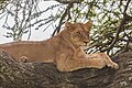 * Nomination: Lion (Panthera leo), Serengeti National Park, Tanzania --Poco a poco 15:53, 14 August 2024 (UTC) * * Review needed