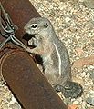 Ammospermophilus harrisii Harris's Antelope Squirrel