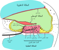 العربية