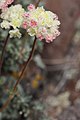 Eriogonum thymoides