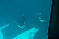 Three Orca whales at SeaWorld San Diego