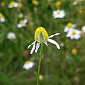 Matricaria chamomilla