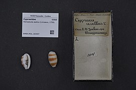 Naturalis Biodiversity Center - RMNH.MOL.183447 - Palmadusta asellus (Linnaeus, 1758) - Cypraeidae - Mollusc shell.jpeg