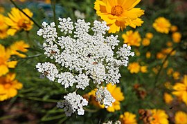 Queen Anne's Lace (5916469574).jpg