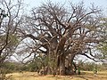 wikimedia_commons=File:Sagole Baobab.jpg