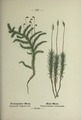 Polytrichum formosum plate 127 in: Wayside and woodland blossoms, 1895