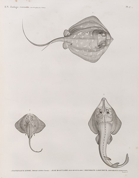 Pl.27 - 1. Pastenague lymme (Trygon lymma) forskal 2. Raie bi-oculaire 3. Rhinobate laboureur (Rhinobatus cemiculus)