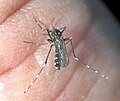 Aedes albopictus (mosquito tigre)