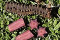 triceps, Roots, Gemsbokvlei Farm, Wolfberg Road, Southeast of Port Nolloth, South Africa2003