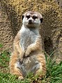 Meerkat at SD Zoo